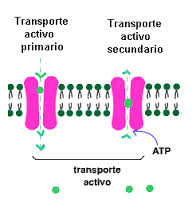 Transporte Activo Primario y Secundario :: biologiacelular2015
